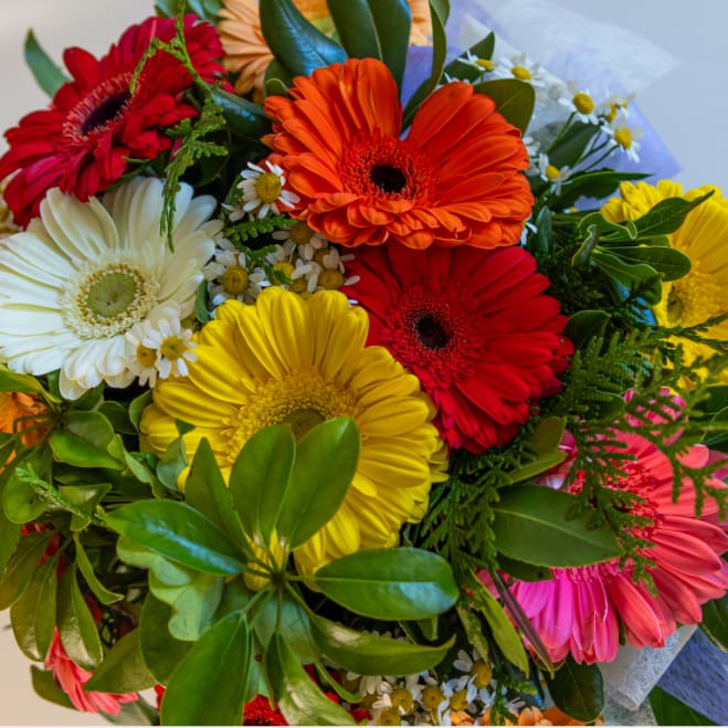 flor gerbera varios colores gerberas