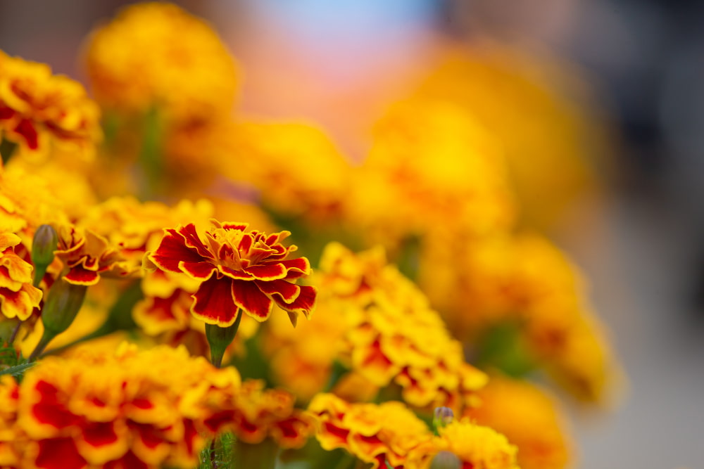 ofrendas florales