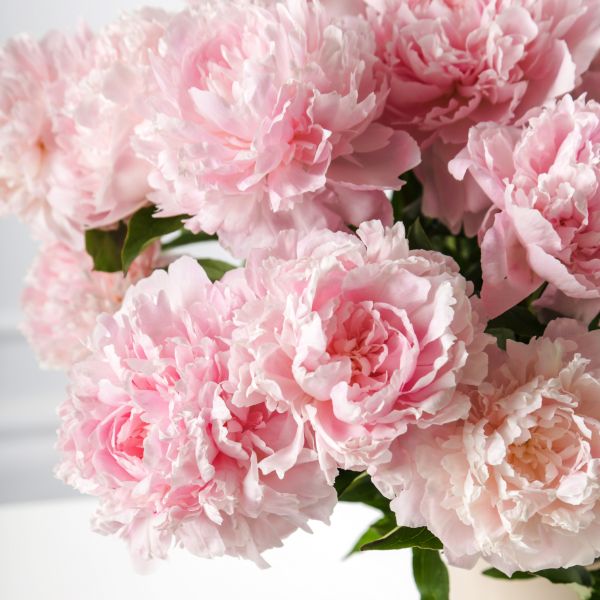 mes de mayo flor peonia peonias flor del mes