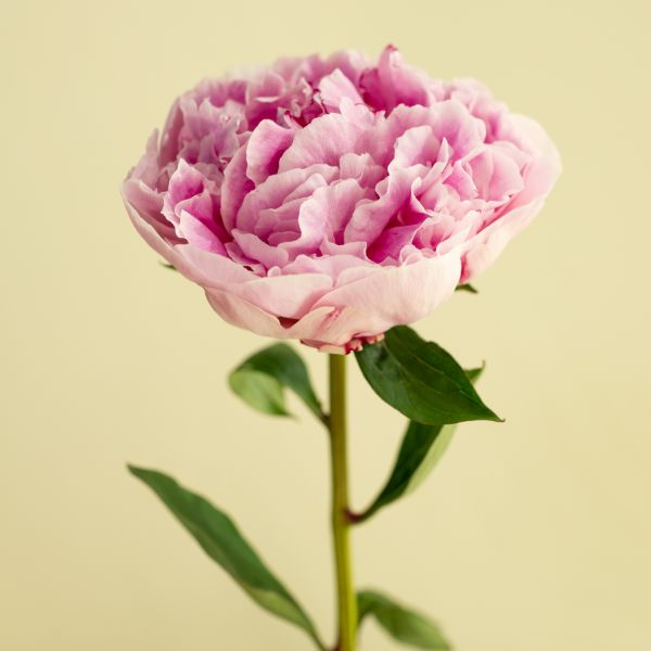 peonia color rosa flor peonia rosa