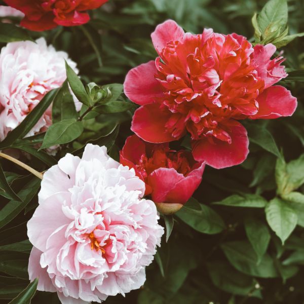 peonias rojas y rosas peonias rojas