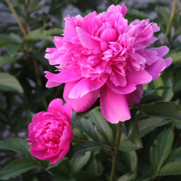 peonias rosas flor del mes peonias rosas