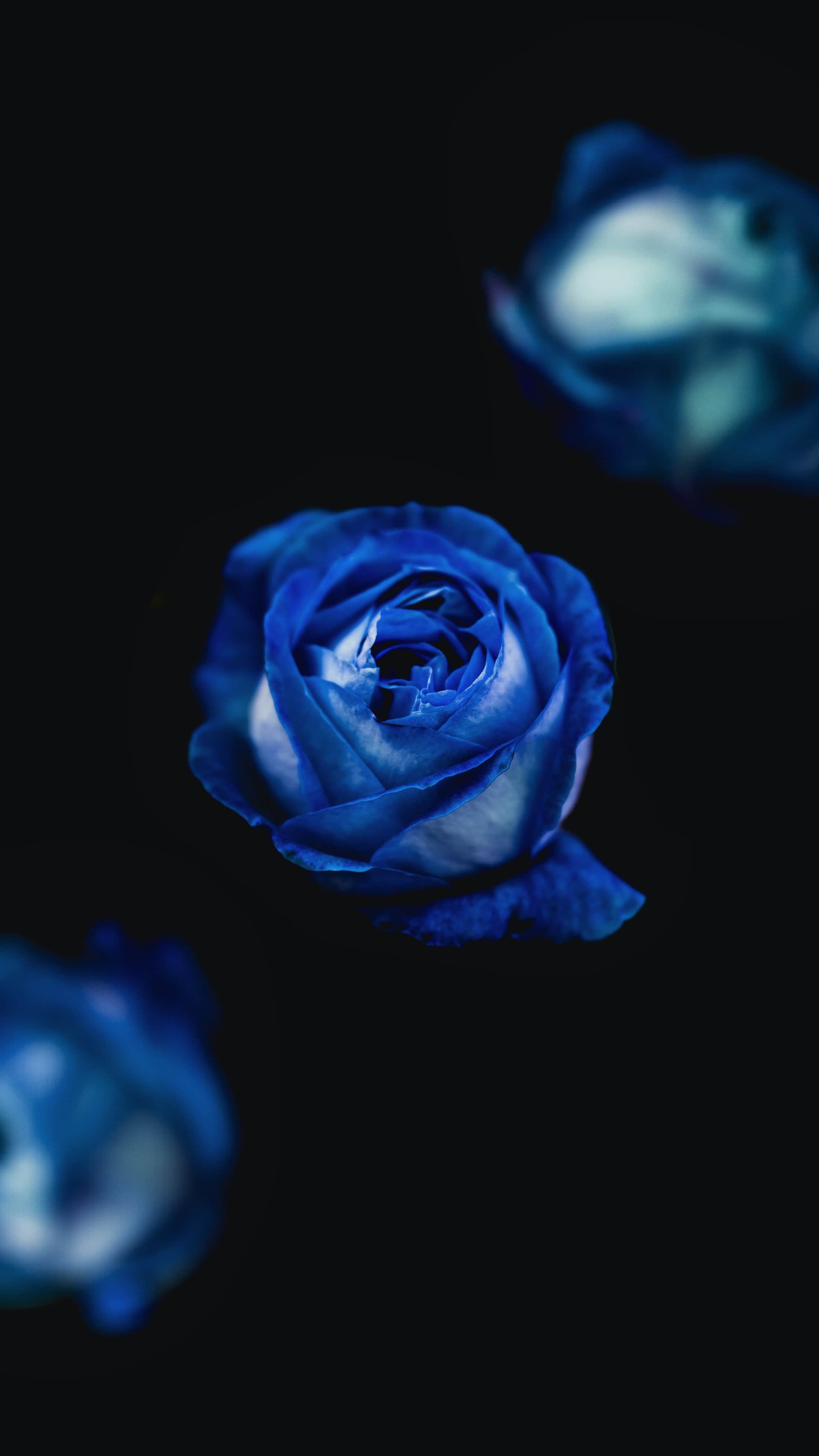 distinta rosa azul rosa azul