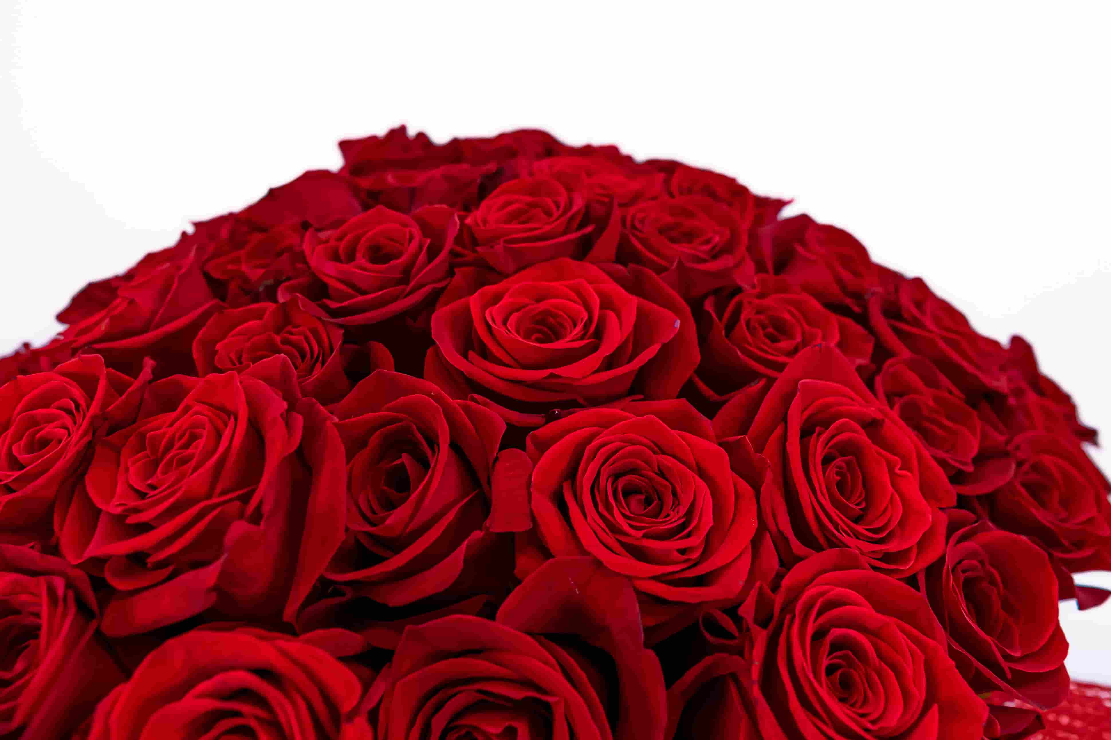 ramo de rosas rojas ramo grande rosas rojas