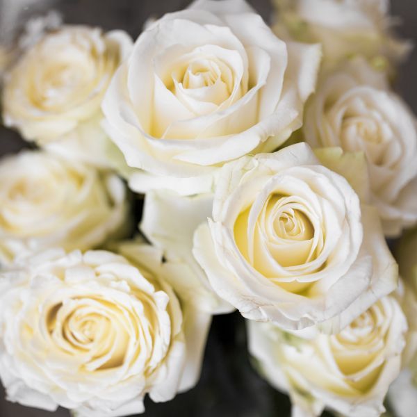 rosas blancas rams de rosas blanques