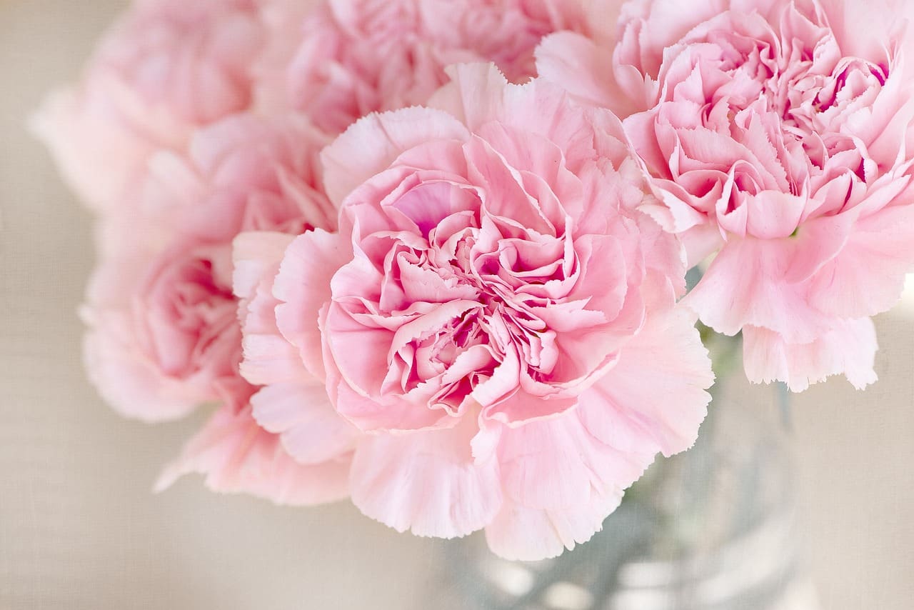 clavel rosa