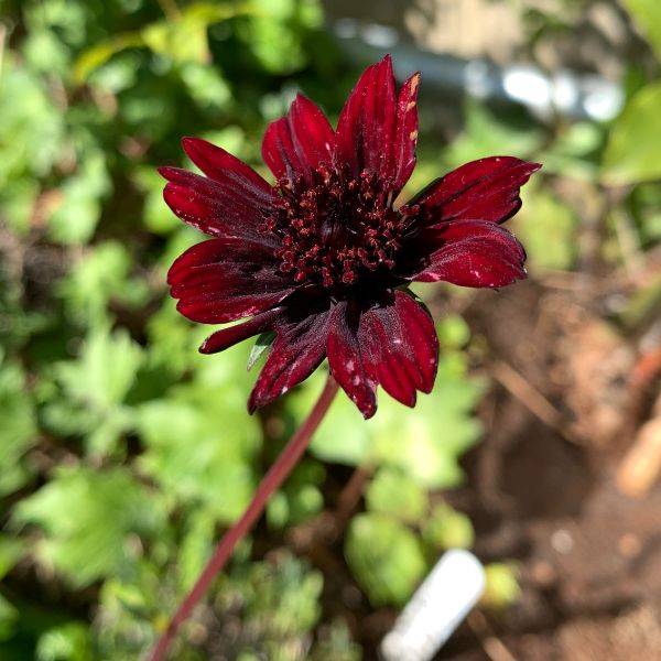 flor de chocolate