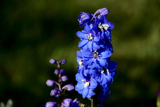 flor espuelas de caballero