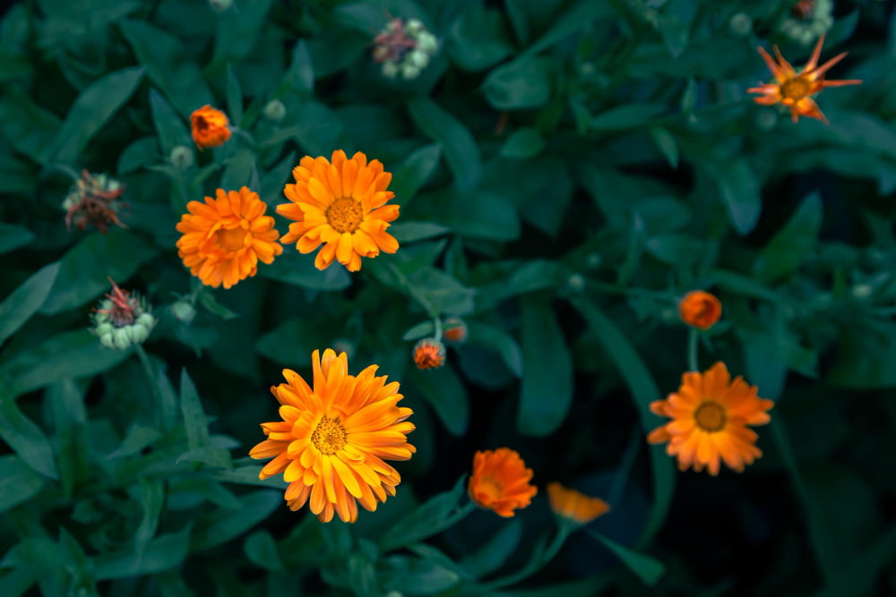 calendula naranja para halloween