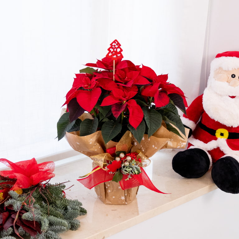 planta de navidad poinsettia poinsettia flor de pascua