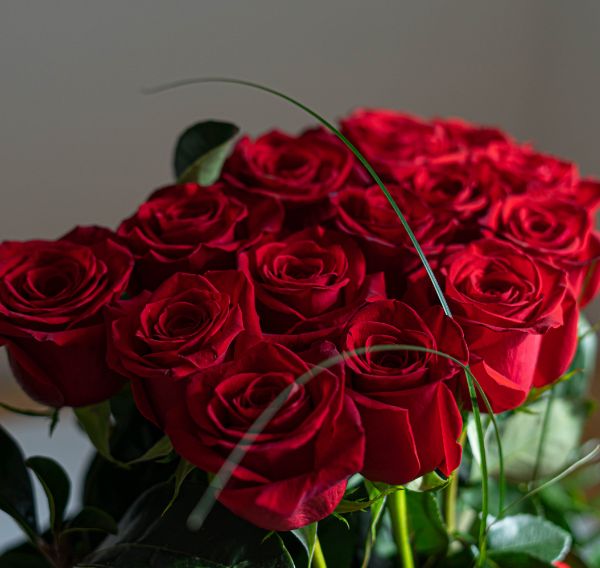 rosas rojas navideñas rosas rojas