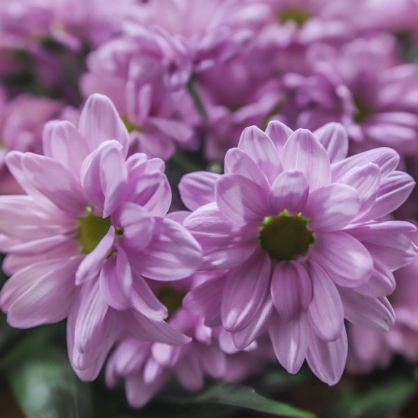 margaritas margaritas lilas