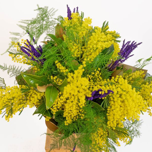 Mimosa amarilla Flor mimosa
