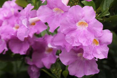 bignonia