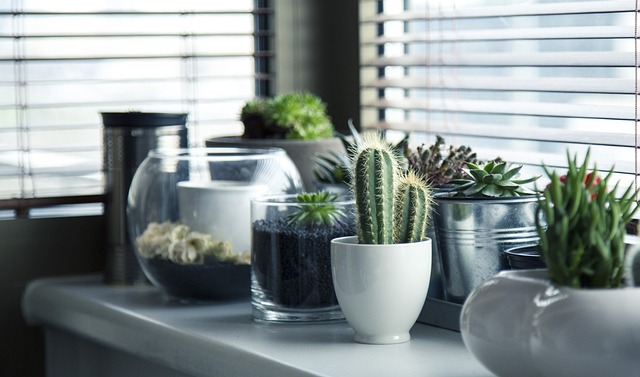 regala cactus cactus