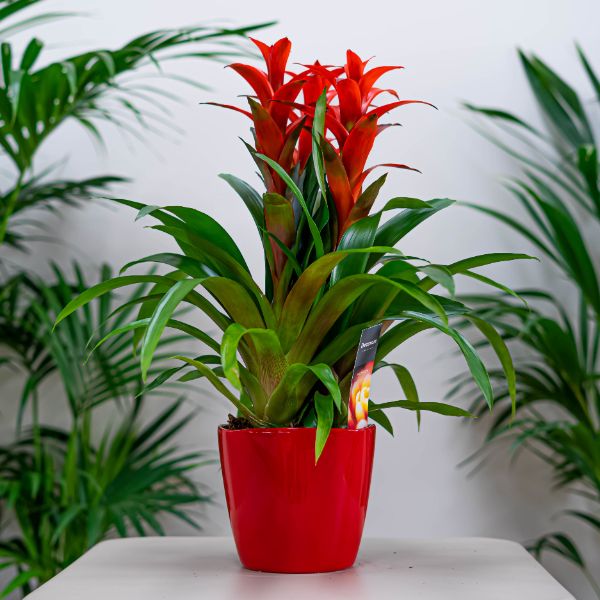 Bromelia no toxica