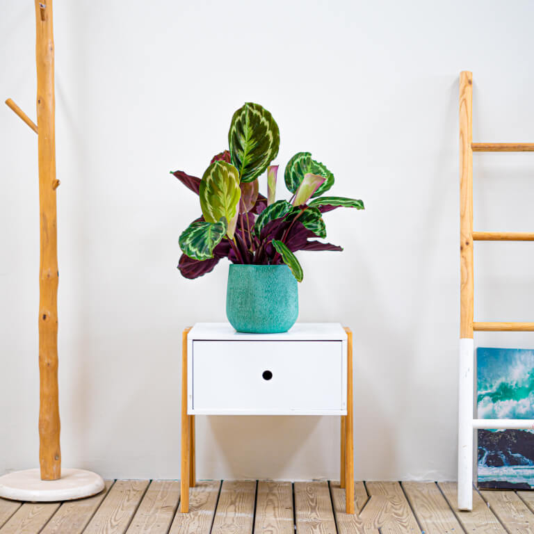 Calathea no toxica