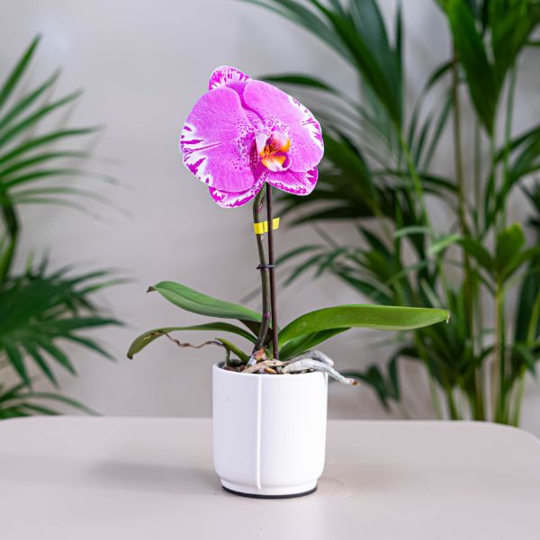 Orquidea rosa