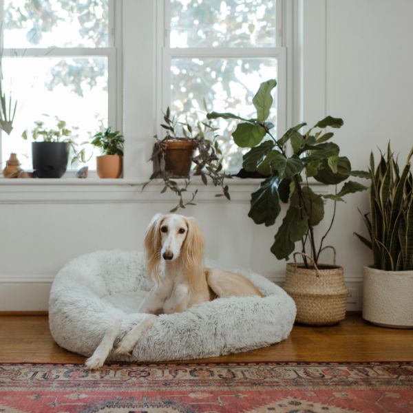 Perro con plantas