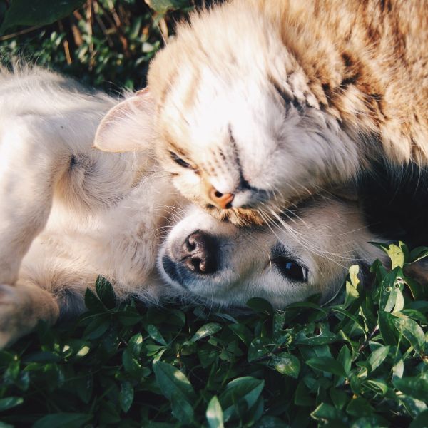 Gato y perro 