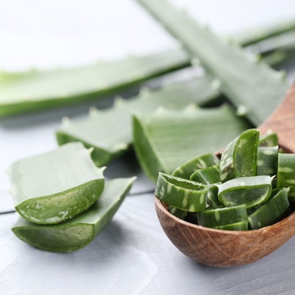 aloe vera toxica