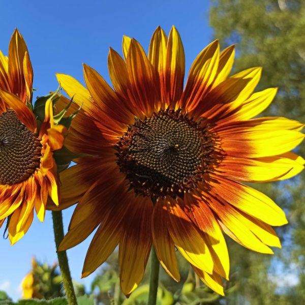 girasol multicolor