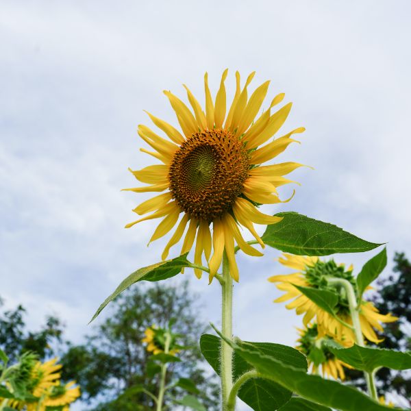 girasol rizado