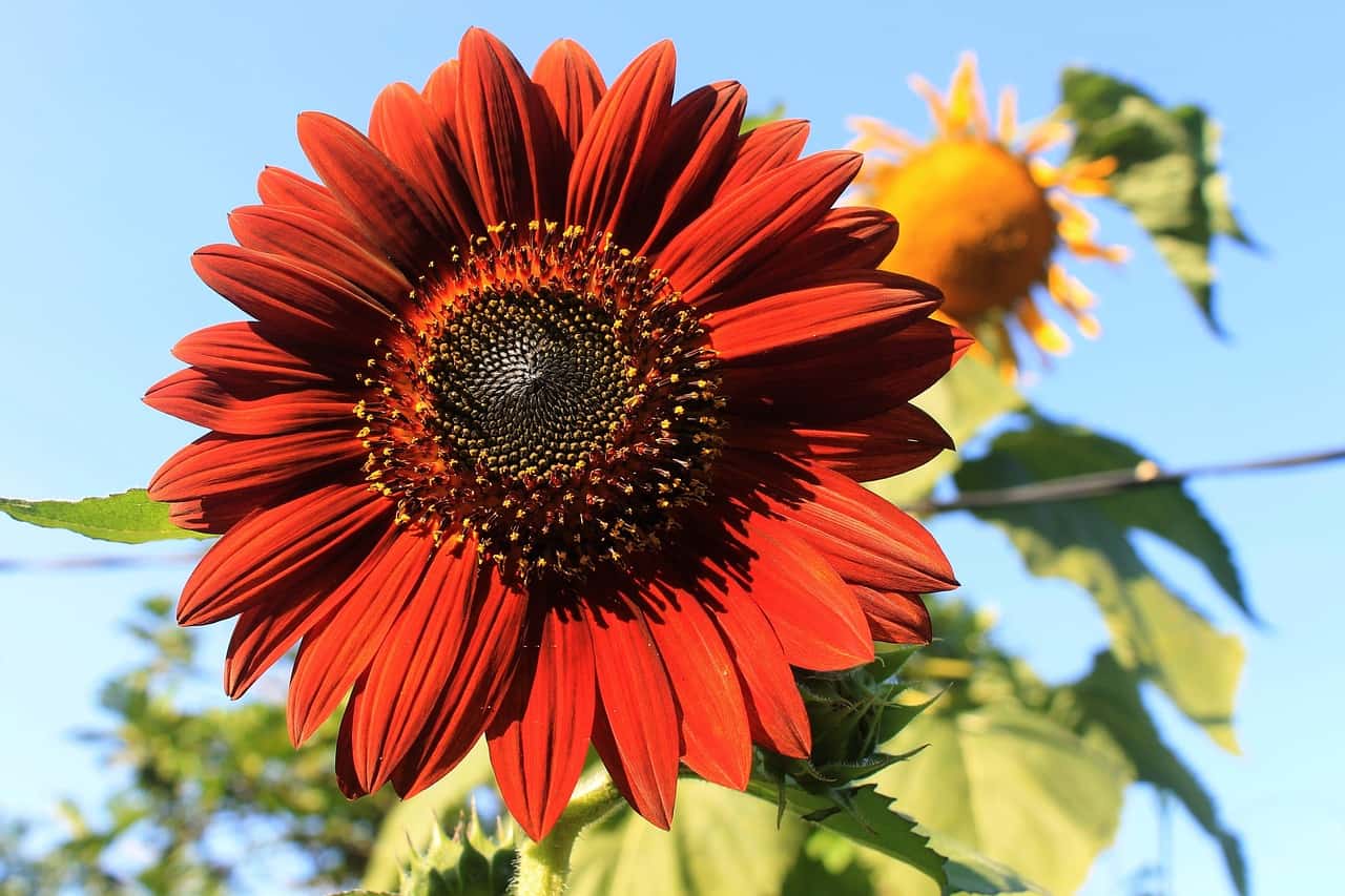 girasol rojo