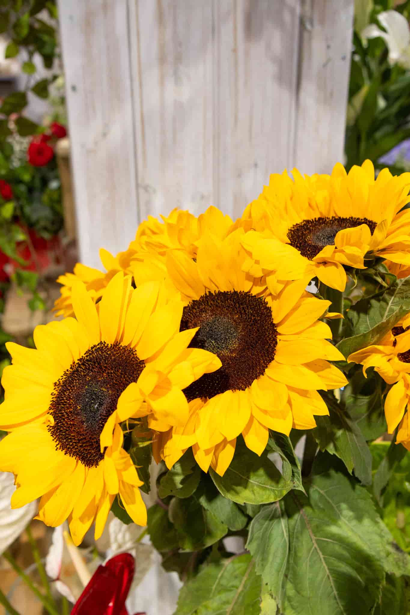 regala girasoles amarillos girasoles para regalar