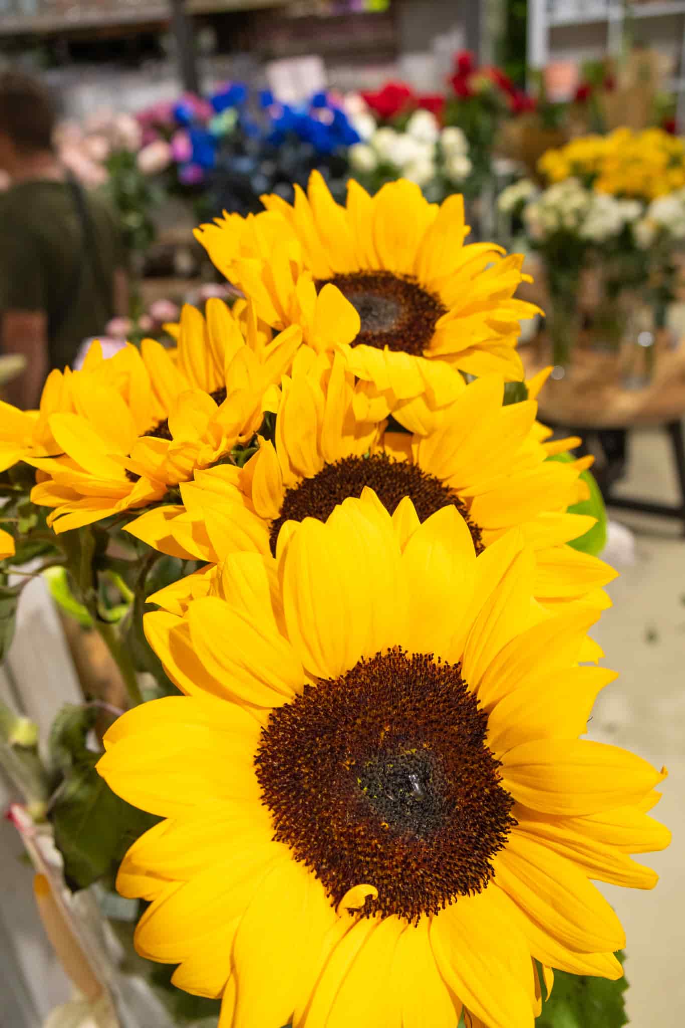tipos de girasoles