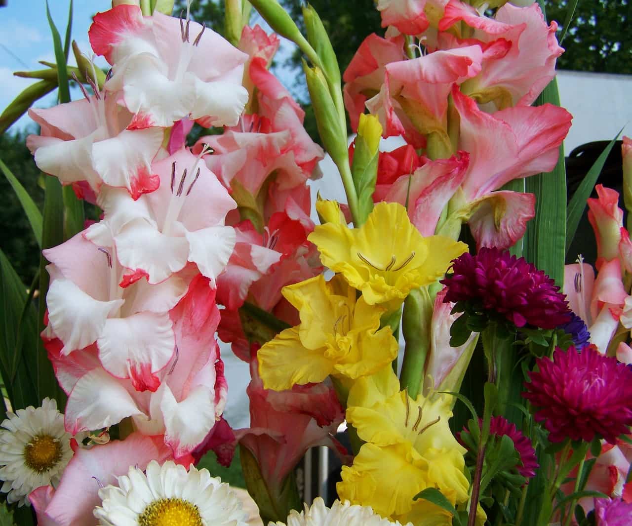 flor del mes gladiolo