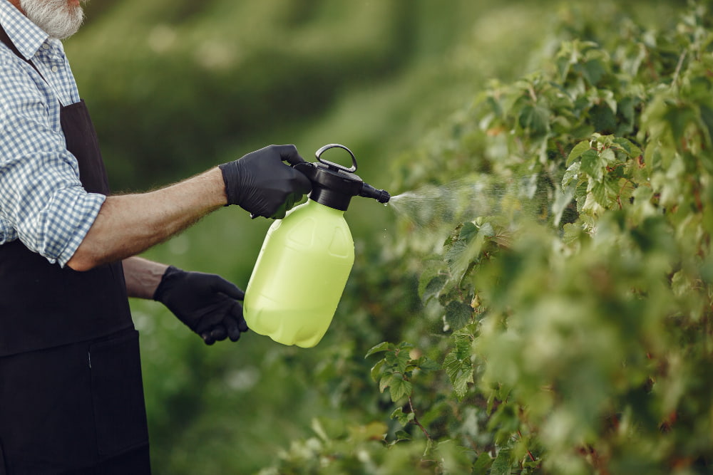 fertilizar las plantas