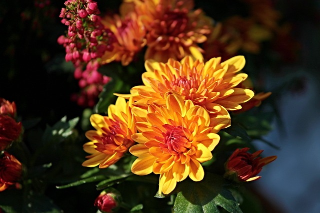 significado del crisantemo flor crisantemo color amarillo