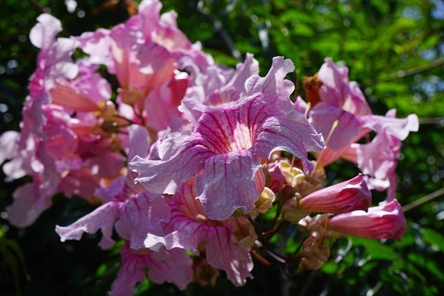 bignonia planta en pergola