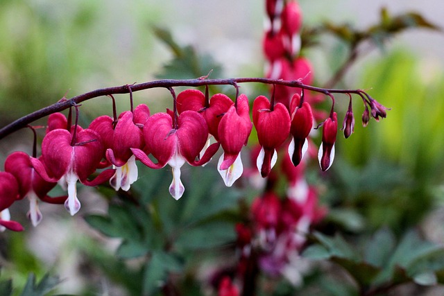dicentra flor corazon