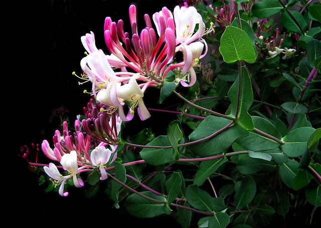madreselva flor