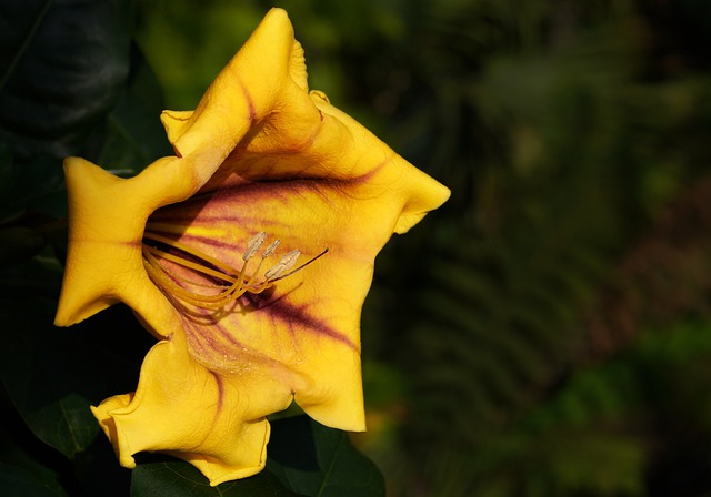 solandra flor en trompeta