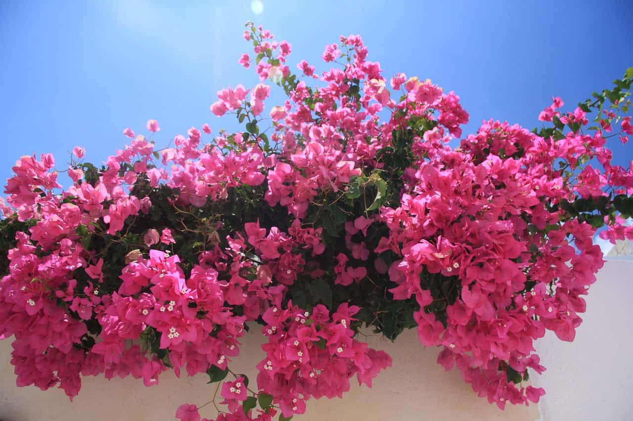 buganvilla rosa