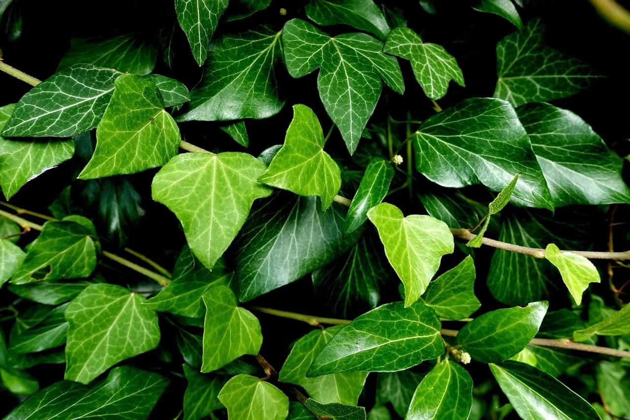 planta hiedra enredadera