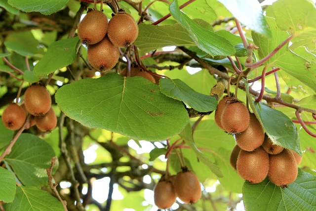 kiwi planta enredadera