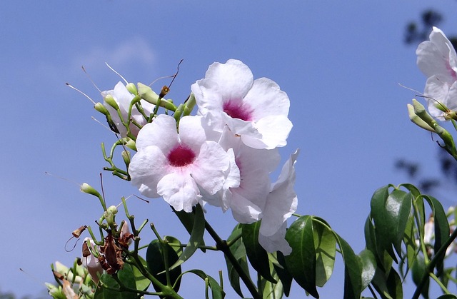 pandorea de flor pequeña