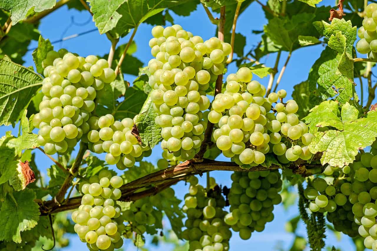 parra de uva