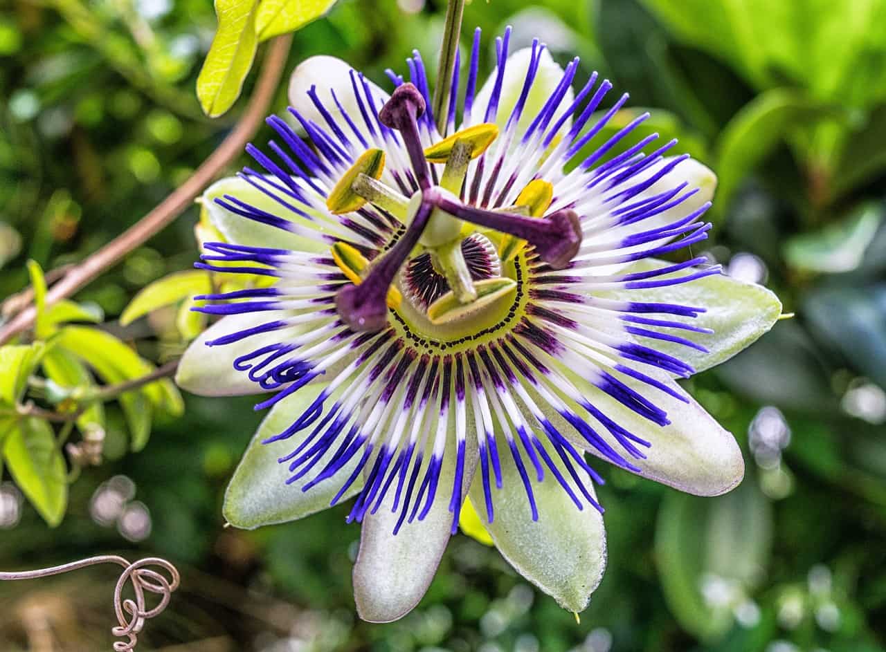 passiflora blanca