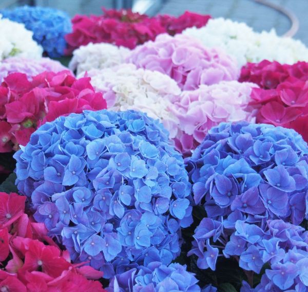 Hortensia