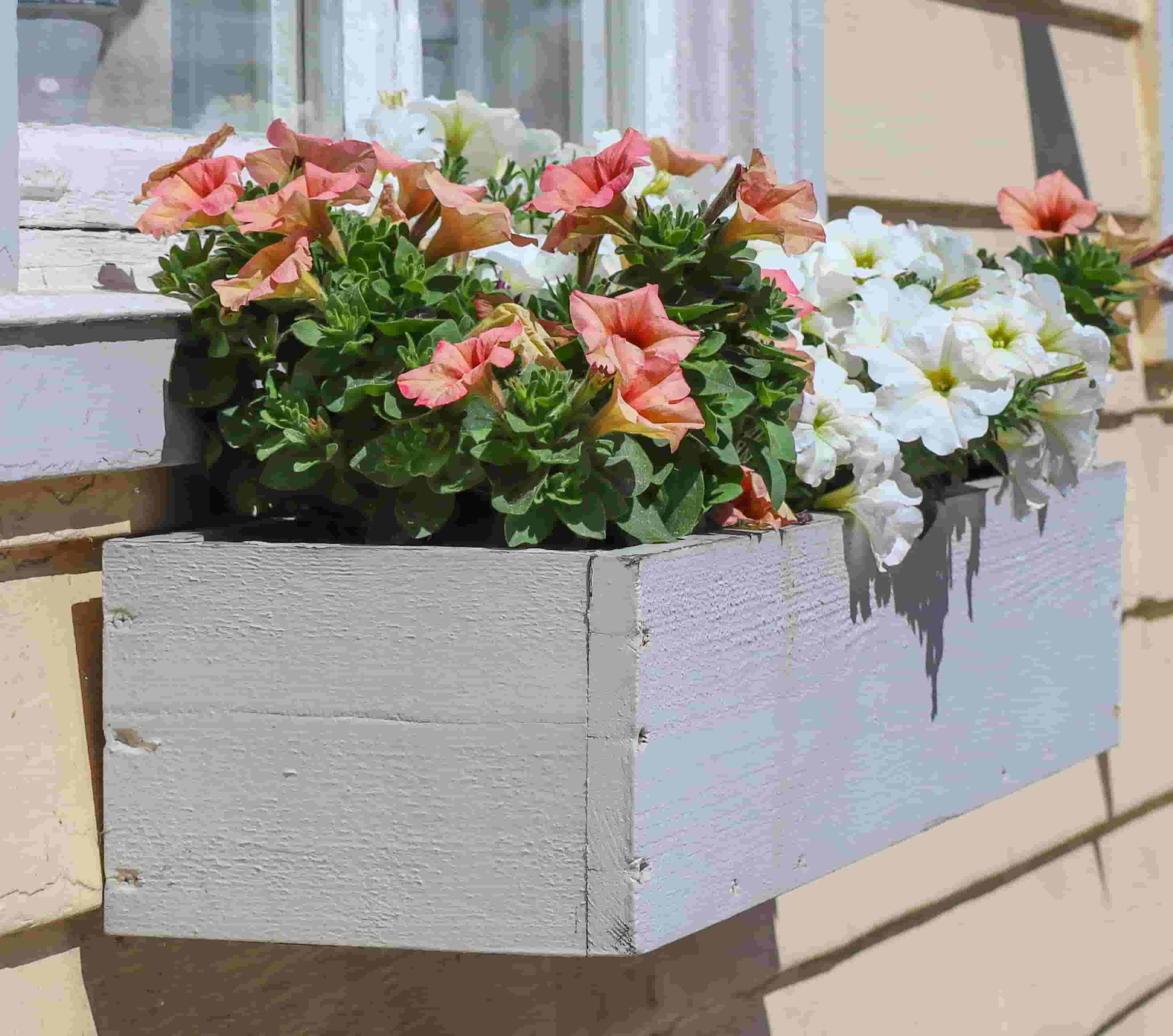 Maceta con plantas
