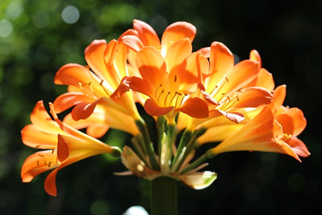 clivia calor al sol