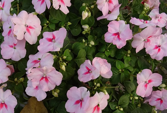 alegria planta