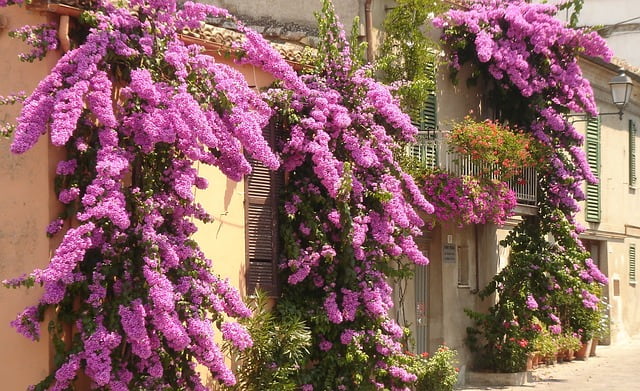 buganvilla