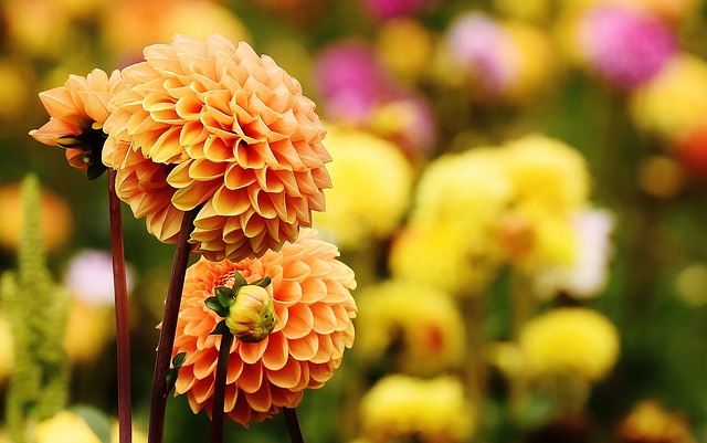 dalia planta 