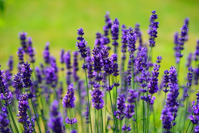 lavanda exterior